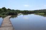 Beachwood Mangroves - Mouth closed - flooded boardwalks (19)