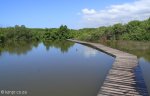 Beachwood Mangroves - Mouth closed - flooded boardwalks (21)