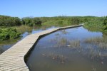 Beachwood Mangroves - Mouth closed - flooded boardwalks (22)