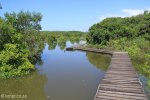 Beachwood Mangroves - Mouth closed - flooded boardwalks (3)