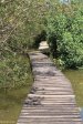 Beachwood Mangroves - Mouth closed - flooded boardwalks (4)