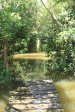 Beachwood Mangroves - Mouth closed - flooded boardwalks (5)