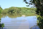 Beachwood Mangroves - Mouth closed - flooded boardwalks (6)