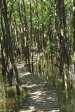 Beachwood Mangroves - Mouth closed - flooded boardwalks (7)