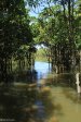 Beachwood Mangroves - Mouth closed - flooded boardwalks (8)