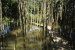 Beachwood Mangroves - Mouth closed - flooded boardwalks (9)