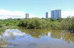Beachwood Mangroves - Mouth closed -  flooded open areas (2)