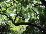 durban-old-fort-gardens-defensive-earthworks-3