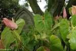 durban-st-thomas-ridge-road-flowers-and-iron-mongery-8
