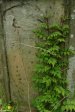 durban-st-thomas-ridge-road-graves-covered-in-ivy-2