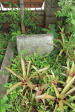 St Thomas Cemetery - Grave -  Daniel & William Sewell