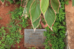 St Thomas Cemetery - Grave -  Hubert Edmonds