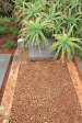 St Thomas Cemetery - Grave - Jessie Irine ......