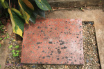 St Thomas Cemetery - Grave - Morford family