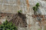 durban-point-gabled-derelict-s29-52-18-e-31-02-33-elev-3m-15