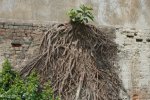 durban-point-gabled-derelict-s29-52-18-e-31-02-33-elev-3m-16