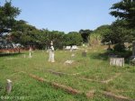 stamford-hill-cemetary-general-view-12-poplar-lane-s-29-48-933-e-31-01-530-elev-14-4