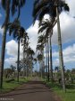 Stellawood Cemetery - Avenue of Palms (1)