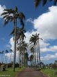 Stellawood Cemetery - Avenue of Palms (2)