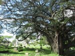 Stellawood Cemetery - Durban Views (11)