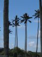 Stellawood Cemetery - Howard College views (2)
