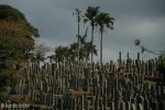 stellawood-cemetry-graves-1_1