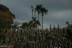 stellawood-cemetry-graves-2_0