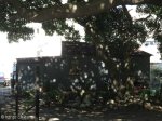 sydenham-brickfield-crescent-old-tin-house-s-29-49-806-e-30-59-755-elev-82m-2