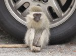 durban-glenwood-univ-of-kzn-monkeys-s-29-51-996-e30-58-956-elev-141m-63