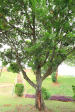 Westridge Park Tennis - ACME Lawn Tennis Club - Members tree - Founded 1919  (1)