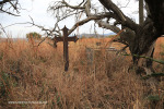 Elandskraal Lutheran Church 1929 cemetery grave
