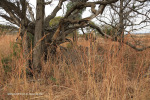 Elandskraal Lutheran Church 1929 cemetery graves (2)