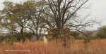 Elandskraal Lutheran Church 1929 old residence remains (3)
