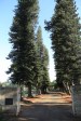 Empangeni Cemetery - Pioneer Gate - 1956 (2)