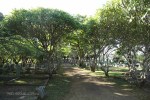 Empangeni Cemetery - avenue -  (15)