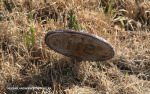 Estcourt-St-Mathews-Cemetery-Grave-118-81