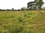 Eshowe-Kwa-Mondi-Mission-Fort-Eshowe-Norwegian-Cemetary-S28.53.597-E31.29.801-Elev-514m-8