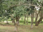 eshowe-marcel-terrace-public-works-site-s28-54-139-e31-27-592-elev-494m-18