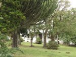 eshowe-old-house-off-osborne-s28-53-558-e31-28-171-elev-533m