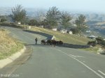 eshowe-rural-ngoya-forrest-s28-51-168-e31-39-033-elev-412m-5