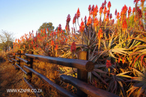 Estcourt - Klipfontein Farm