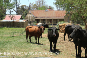 Estcourt - Mein Heim