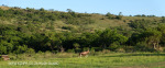 Slievyre Game Farm flora and fauna (1)