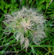 Slievyre Game Farm flora and fauna (2)