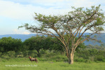Slivyre Game Farm (28)