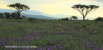 Slivyre Game Farm acacia (2)