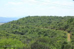 Cabbage Express Tierkloof line 28.50.24 .S 30.1.30 E (6)