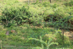 Cabbage Express Weenen Reserve west of Mona 29.14.35 S 30.14.24E (1)