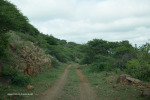 Cabbage Express Weenen Reserve  west of Mona East of red bridge(6)