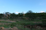Cabbage Express culverts east of Peniston on Slievyre farm (2)